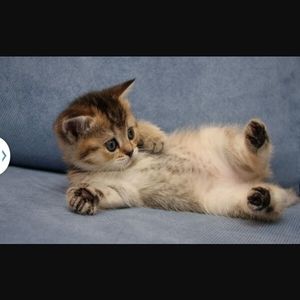 Meet your Posher, Susie